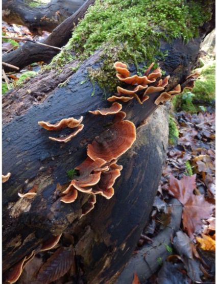 Fruit bodies on aspen in Brentwood, UK.